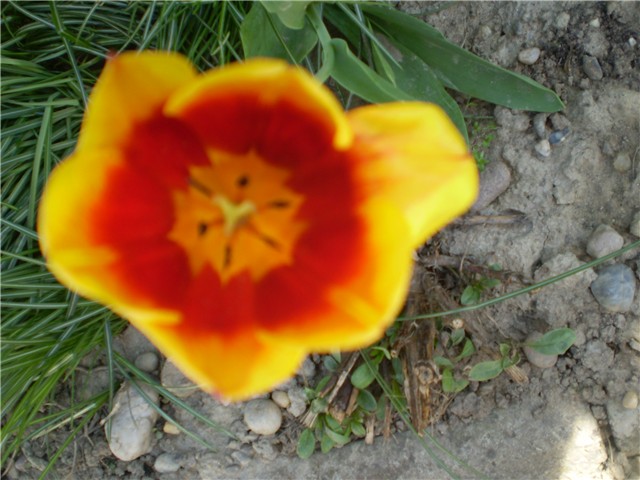 tulipan